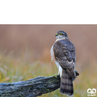 گونه پیغو Levant Sparrowhawk